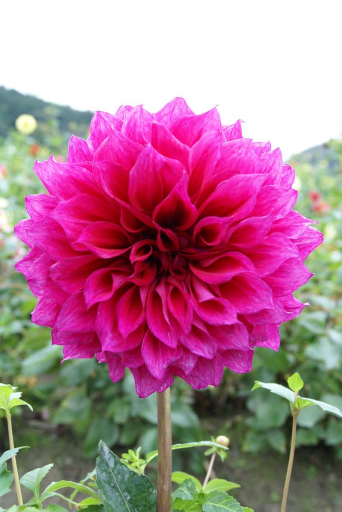 【春予約】　花の大きいダリア　万楽（まんらく）　１球　【申込期限：３月２２日（日）】