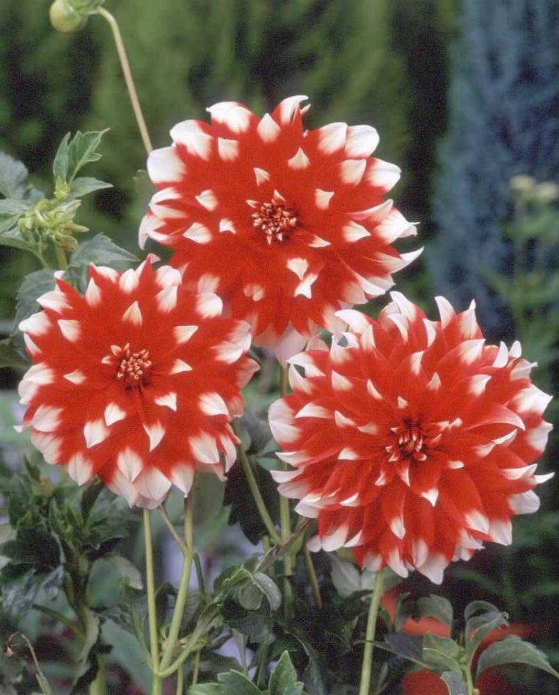 【春予約】　花の大きいダリア　ワンダーミート　１球　【申込期限：３月２２日（日）】