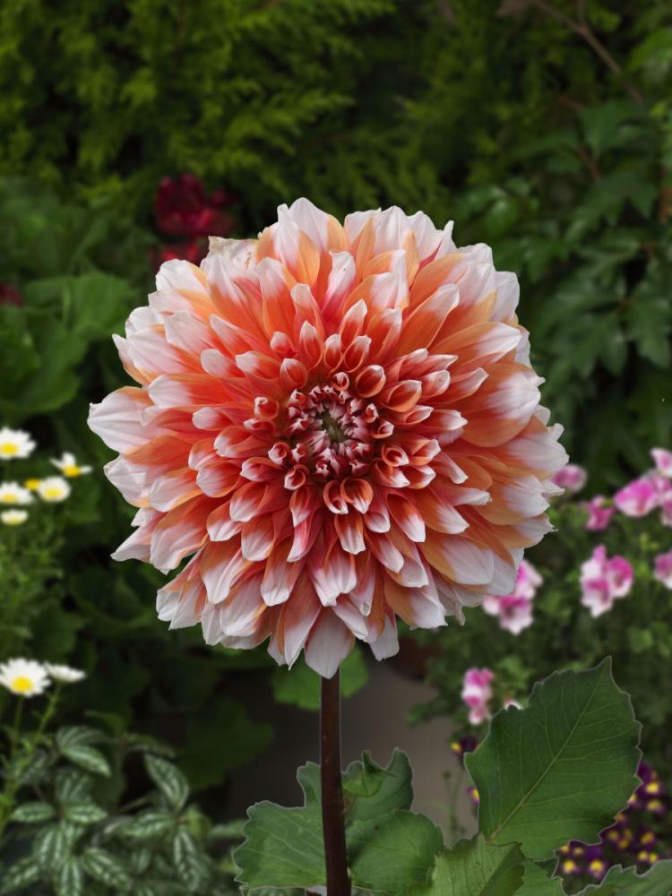 【春予約】　花の大きいダリア　リド　１球　【申込期限：３月２２日（日）】