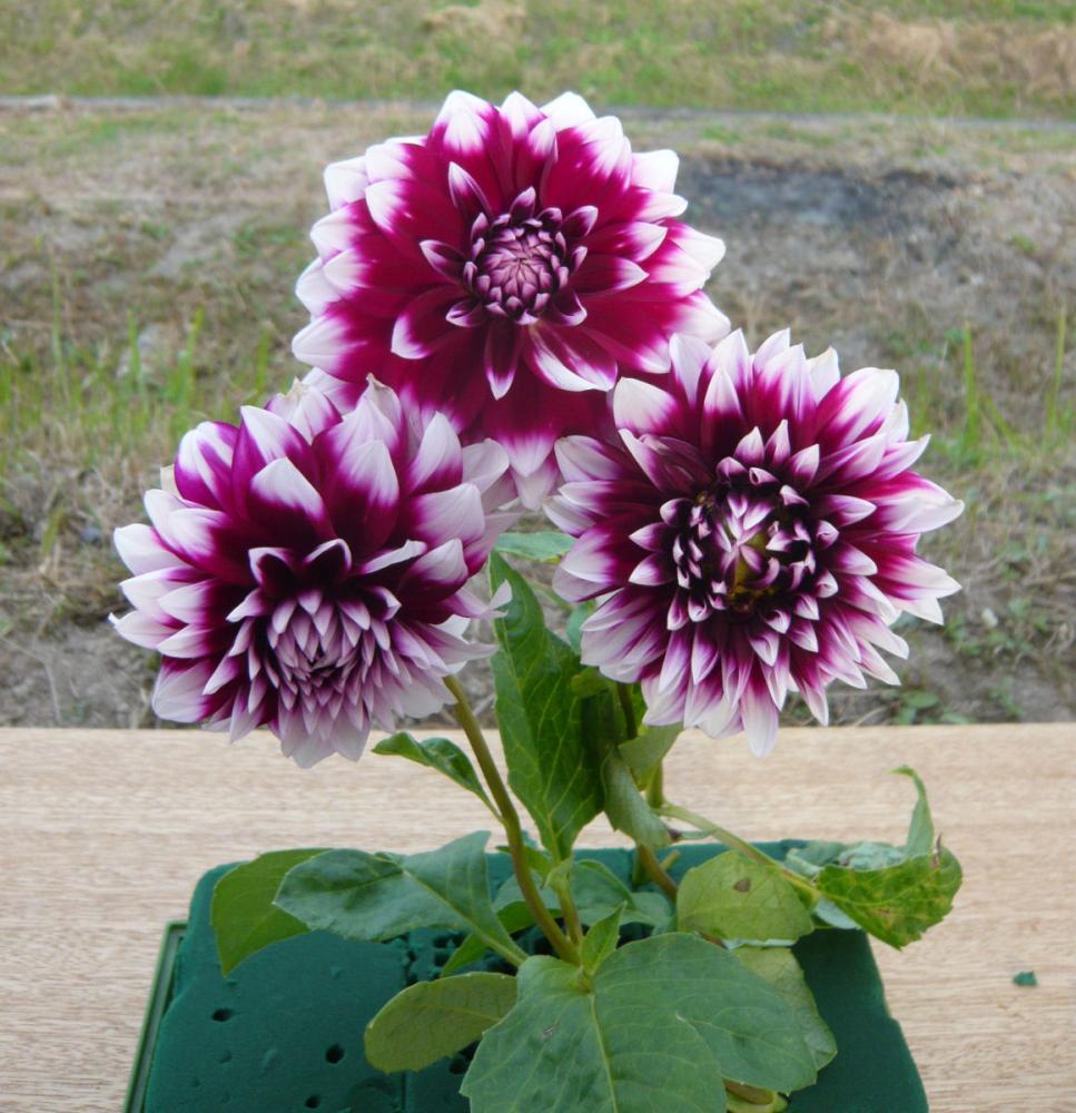 【春予約】　花の大きいダリア　ロイスワルシャ　１球　【申込期限：３月２２日（日）】