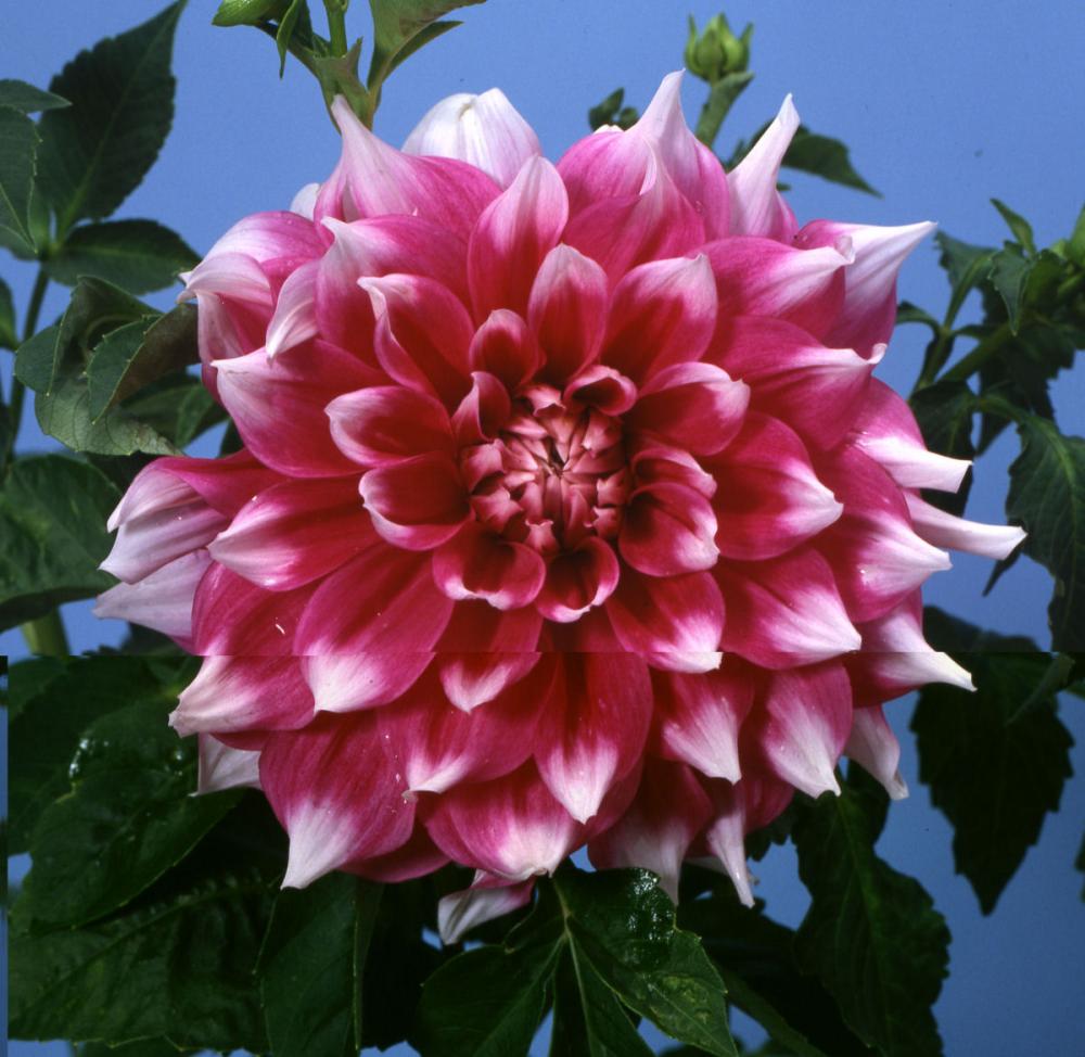 【春予約】　花の大きいダリア　輪唱（りんしょう）　１球　【申込期限：３月２２日（日）】