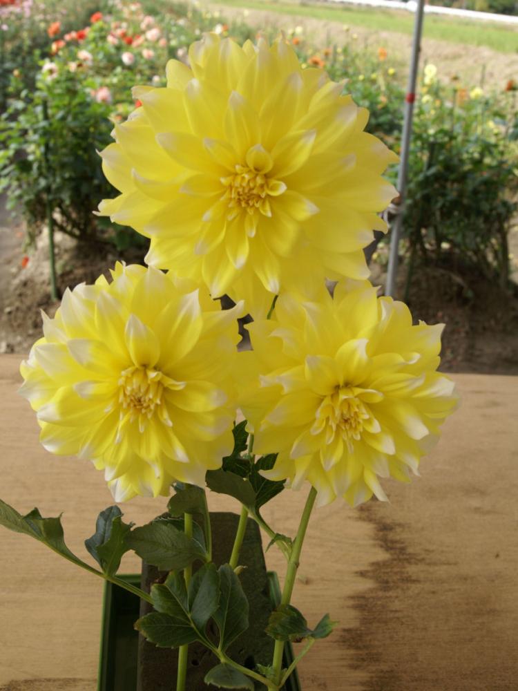 【春予約】　花の大きいダリア　涼秋（りょうしゅう）　１球　【申込期限：３月２２日（日）】