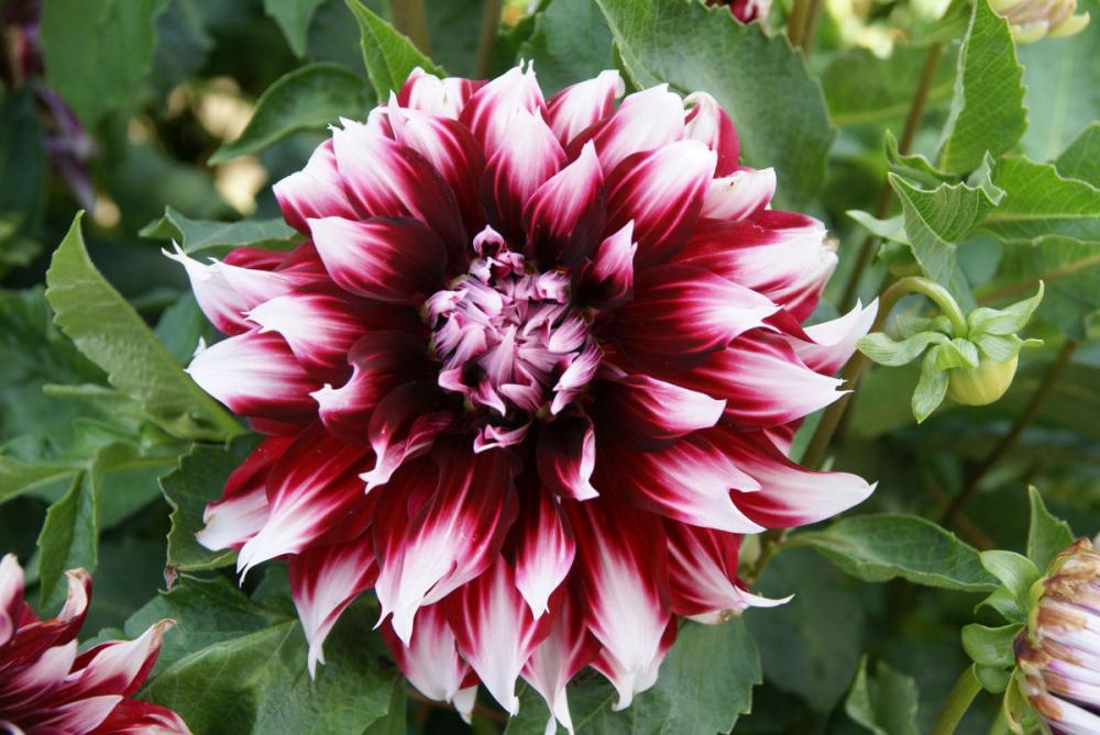 【春予約】　花の大きいダリア　群金魚（むれきんぎょ）　１球　【申込期限：３月２２日（日）】