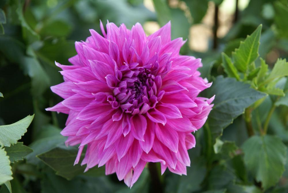 【春予約】　花の大きいダリア　ミスターフジノ　１球　【申込期限：３月２２日（日）】