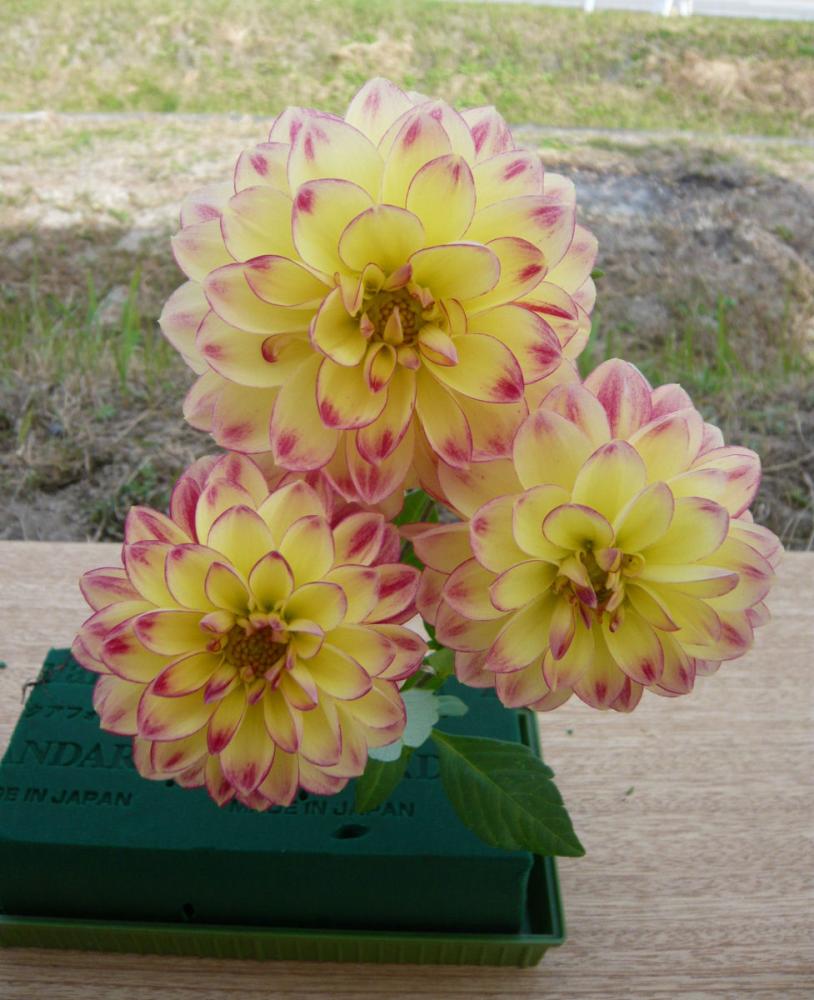 【春予約】　カットフラワーダリア　リタケネディー　１球　【申込期限：３月２２日（日）】