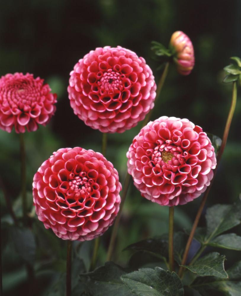 【春予約】　カットフラワーダリア　玉の光　１球　【申込期限：３月２２日（日）】