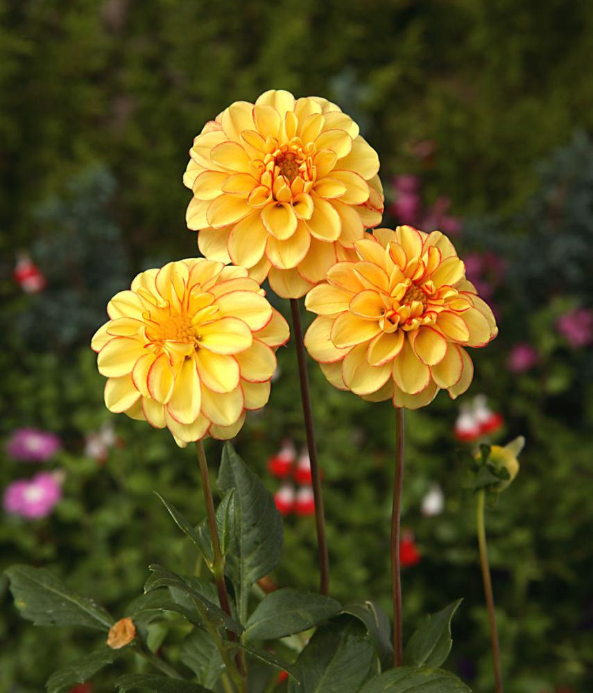 【春予約】　カットフラワーダリア　サックルピコ　１球　【申込期限：３月２２日（日）】