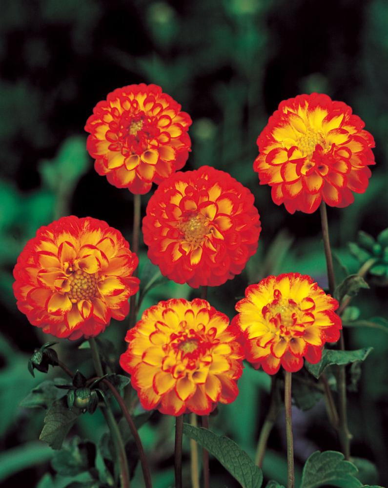 【春予約】　カットフラワーダリア　かすが　１球　【申込期限：３月２２日（日）】