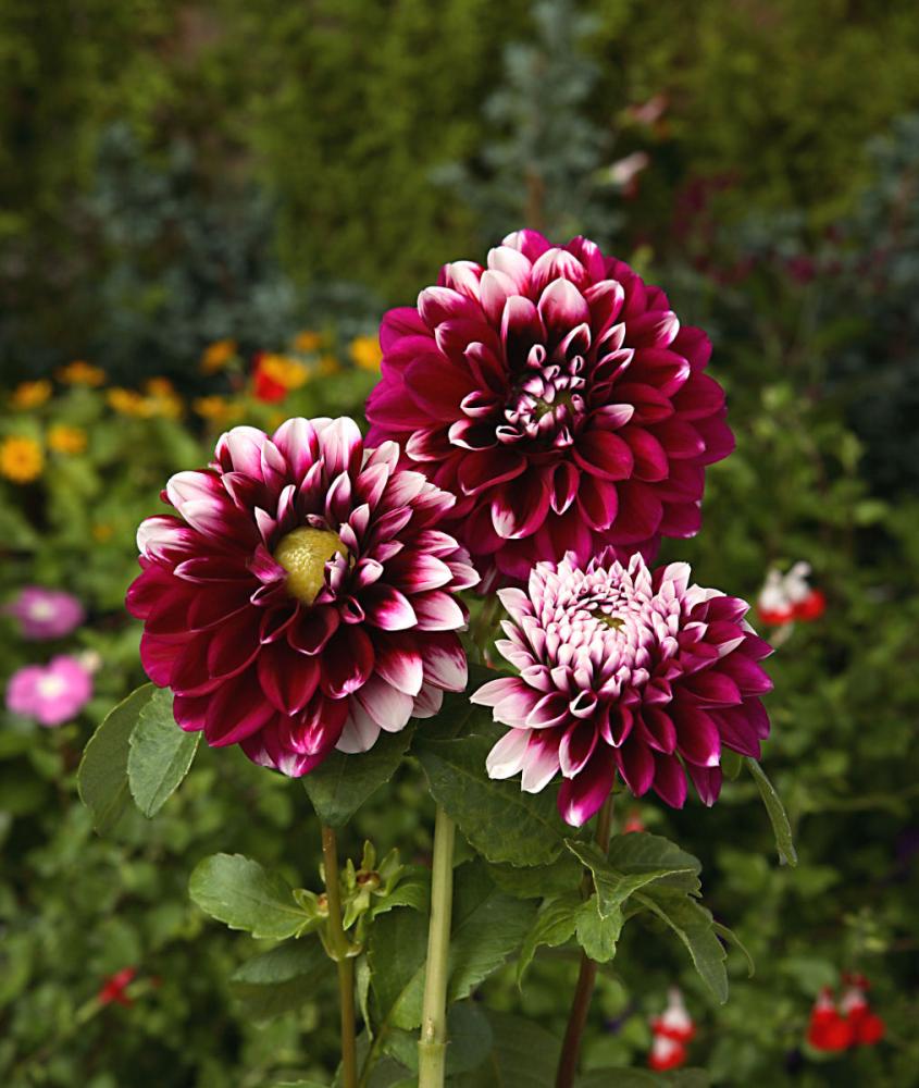 【春予約】　カットフラワーダリア　エジンバラ　１球　【申込期限：３月２２日（日）】