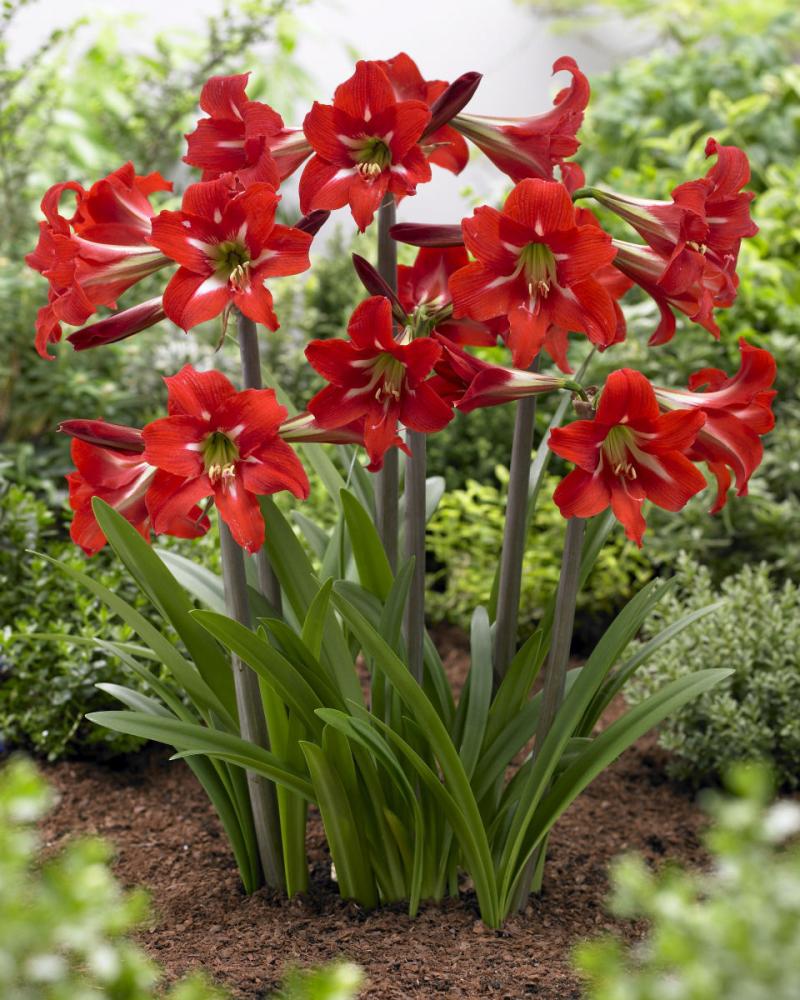 完売御礼【春予約】　毎年花が咲くアマリリス　バレンチノ　１球　【申込期限：３月２２日（日）】