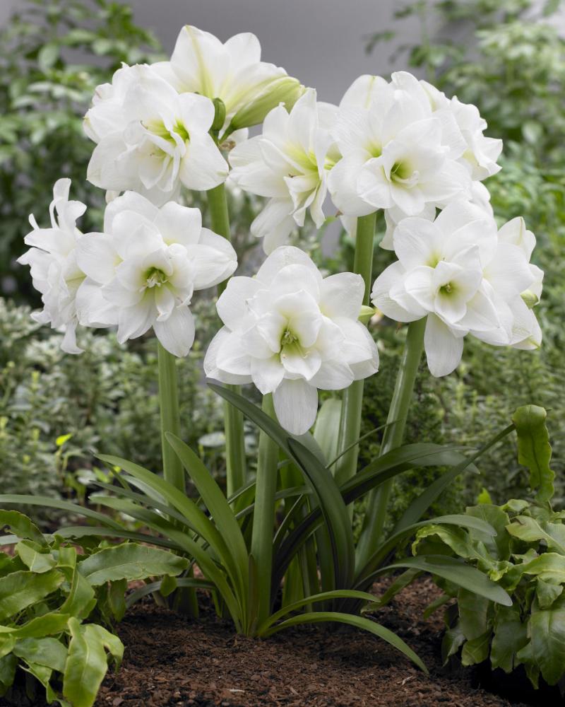 完売御礼【春予約】　毎年花が咲くアマリリス　アラスカ　１球　【申込期限：３月２２日（日）】