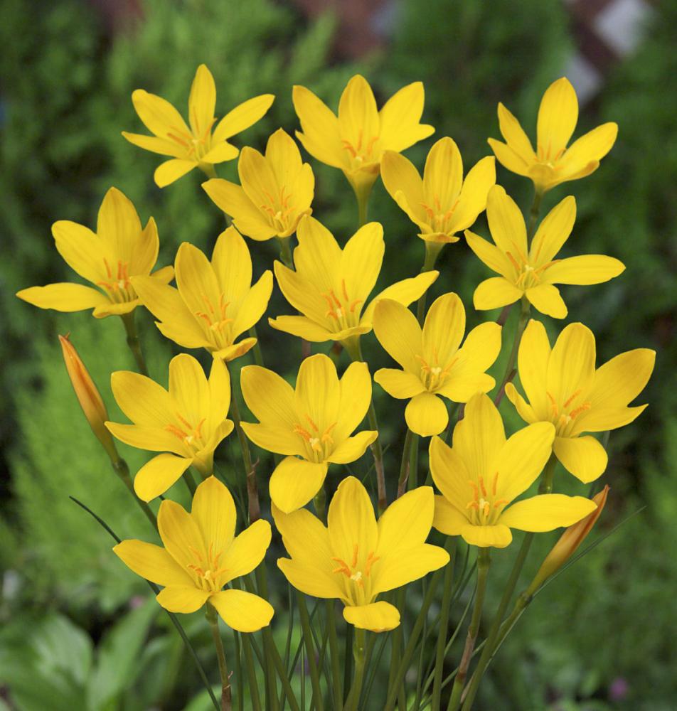 【春予約】　毎年花が咲く球根　ゼフィランサス　混合　１０球　【申込期限：３月２２日（日）】