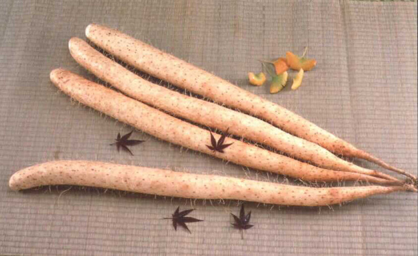 長芋　４本