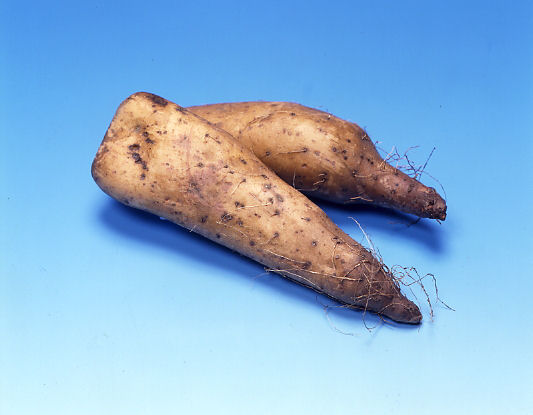 完売御礼【春予約】　イチョウイモ（大和芋）　２本　【申込期限：３月２２日（日）】　【引渡予定日：４月１１日（土）～１９日（日）】