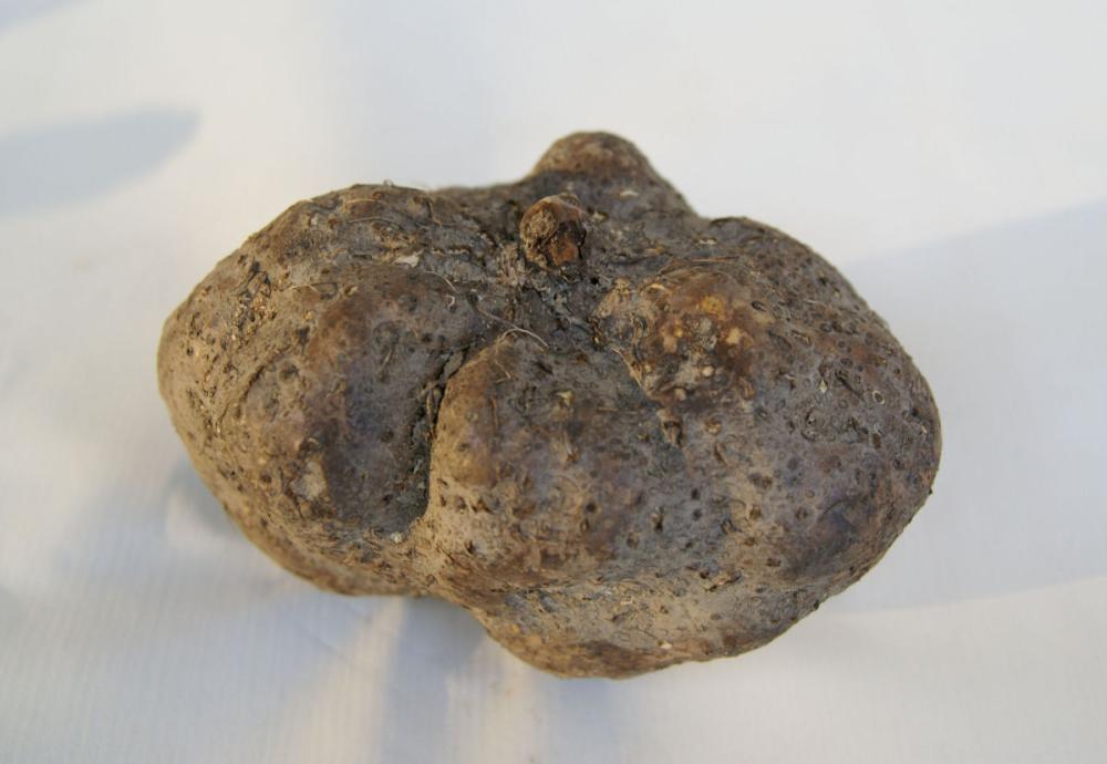 完売御礼【春予約】　大和芋（つくね芋）　２個　【申込期限：３月２２日（日）】　【引渡予定日：４月１１日（土）～１９日（日）】