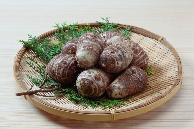 完売御礼【春予約】　国産　里芋　土垂　５００ｇ　【申込期限：３月２２日（日）】　【引渡予定日：４月１１日（土）～１９日（日）】