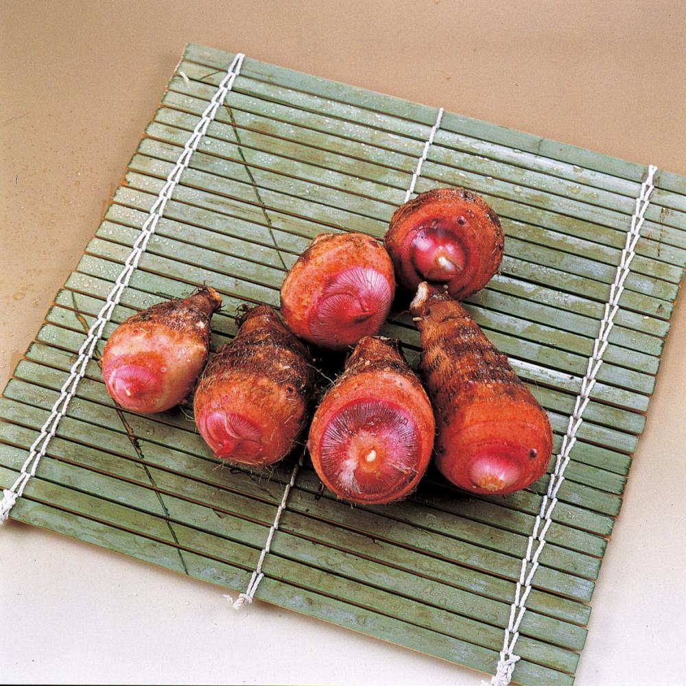 完売御礼【春予約】　国産　里芋　赤芽大吉（セレベス）　５００ｇ　【申込期限：３月２２日（日）】　【引渡予定日：４月１１日（土）～１９日（日）】