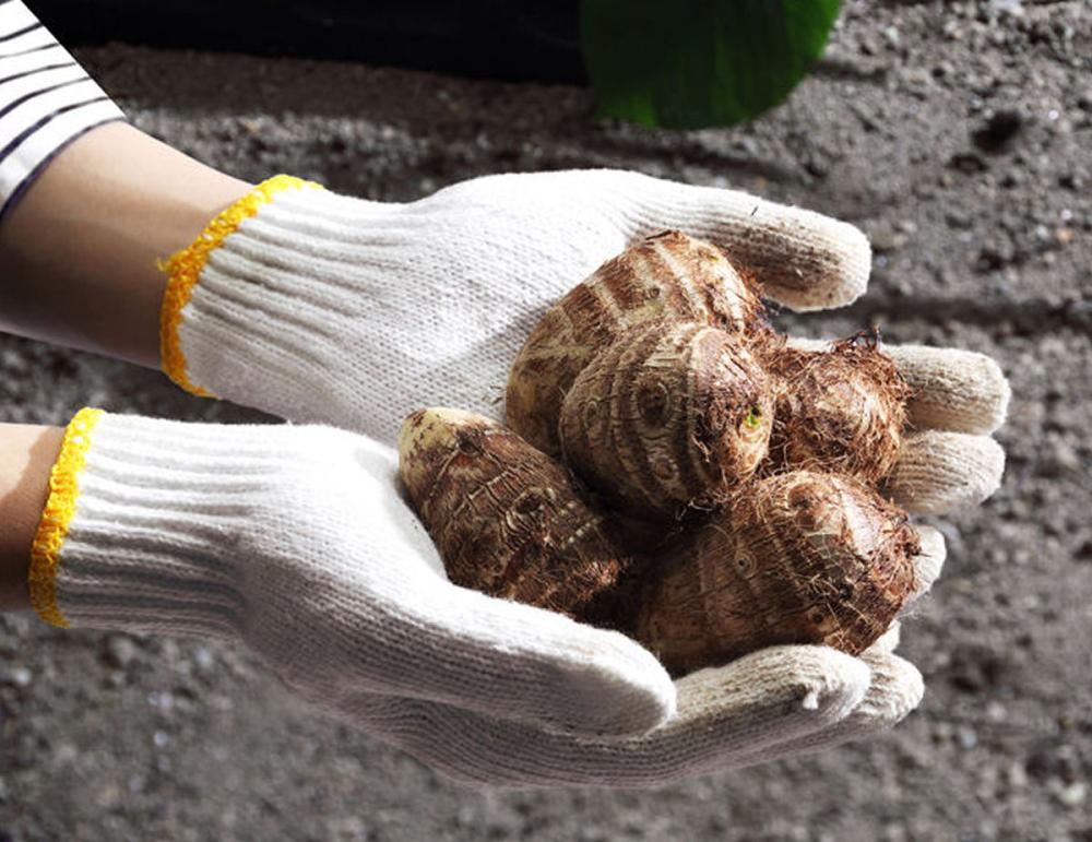 中国産　里芋　土垂　５００ｇ