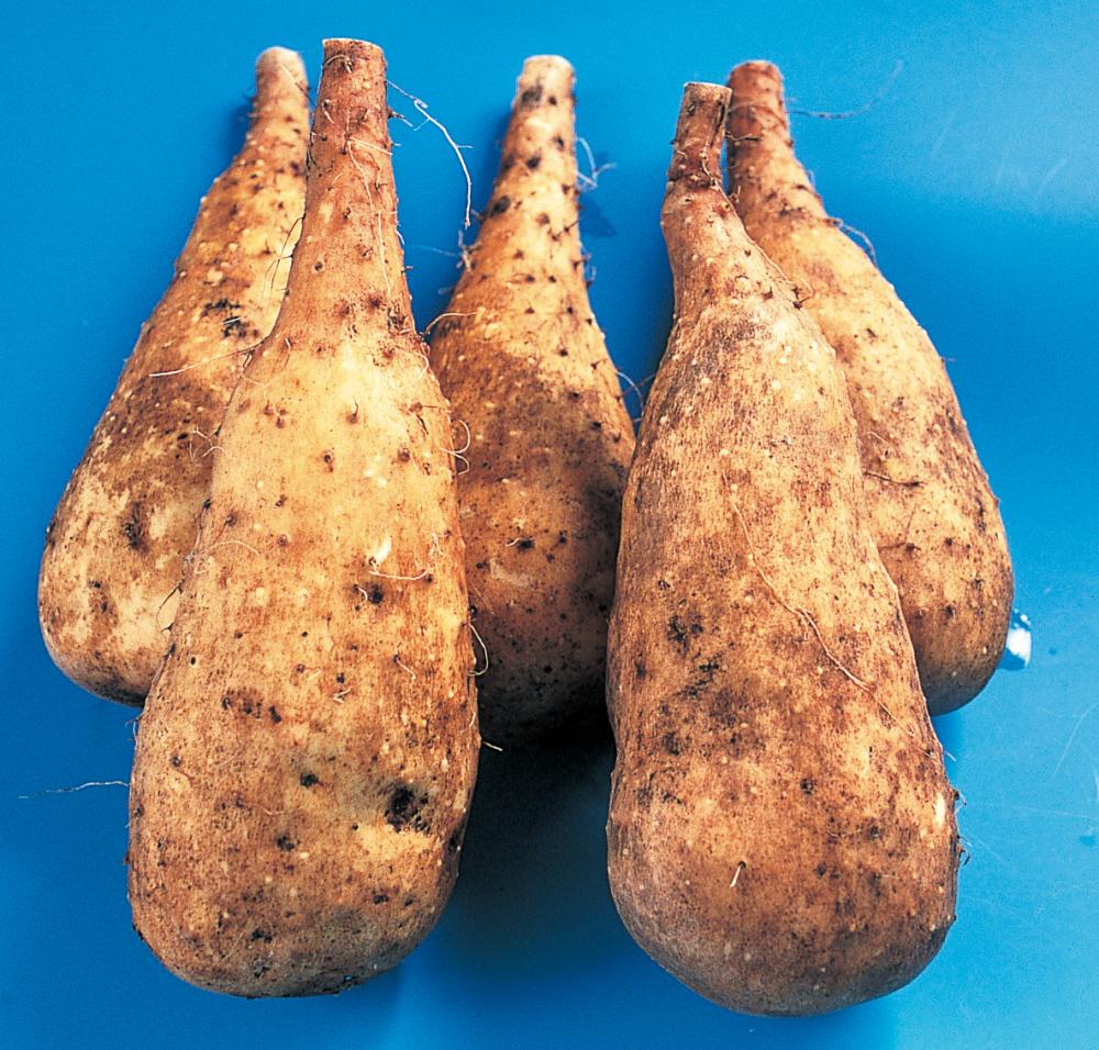 【春予約】　国産　やまいも　短形自然薯　２本　【申込期限：３月２２日（日）】　【引渡予定日：４月１１日（土）～１９日（日）】