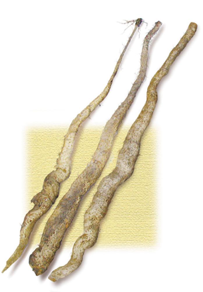 【春予約】　国産　自然薯　大地の子　１２本　【申込期限：３月２２日（日）】　【引渡予定日：４月１１日（土）～１９日（日）】