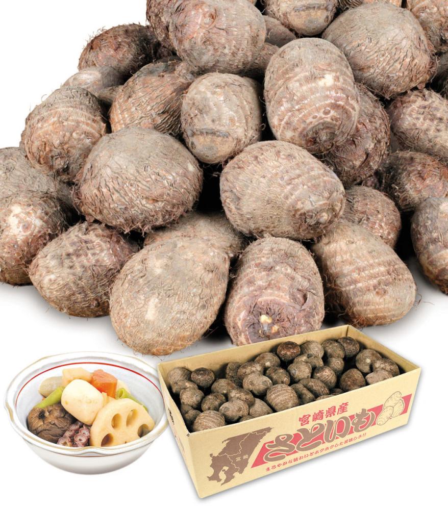 【春予約】　国産　里芋　石川早生　１ｋｇ　【申込期限：３月２２日（日）】　【引渡予定日：４月１１日（土）～１９日（日）】