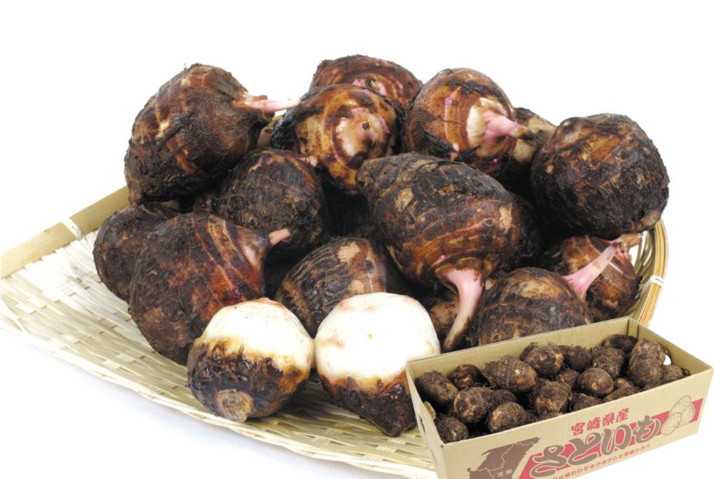 【春予約】　国産　里芋　赤芽大吉（セレベス）　３ｋｇ　【申込期限：３月２２日（日）】　【引渡予定日：４月１１日（土）～１９日（日）】