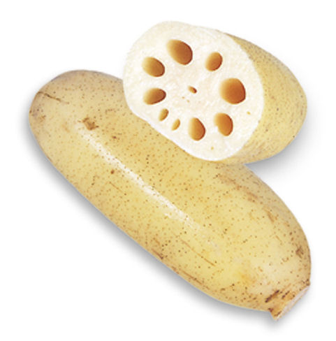 【春予約】　国産　種用レンコン　備中　２ｋｇ　【申込期限：３月２２日（日）】　【引渡予定日：４月１１日（土）～１９日（日）】