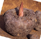 【春予約】　国産　蒟蒻芋　赤城大玉（２年生）　３０個　【申込期限：３月２２日（日）】　【引渡予定日：４月１１日（土）～１９日（日）】