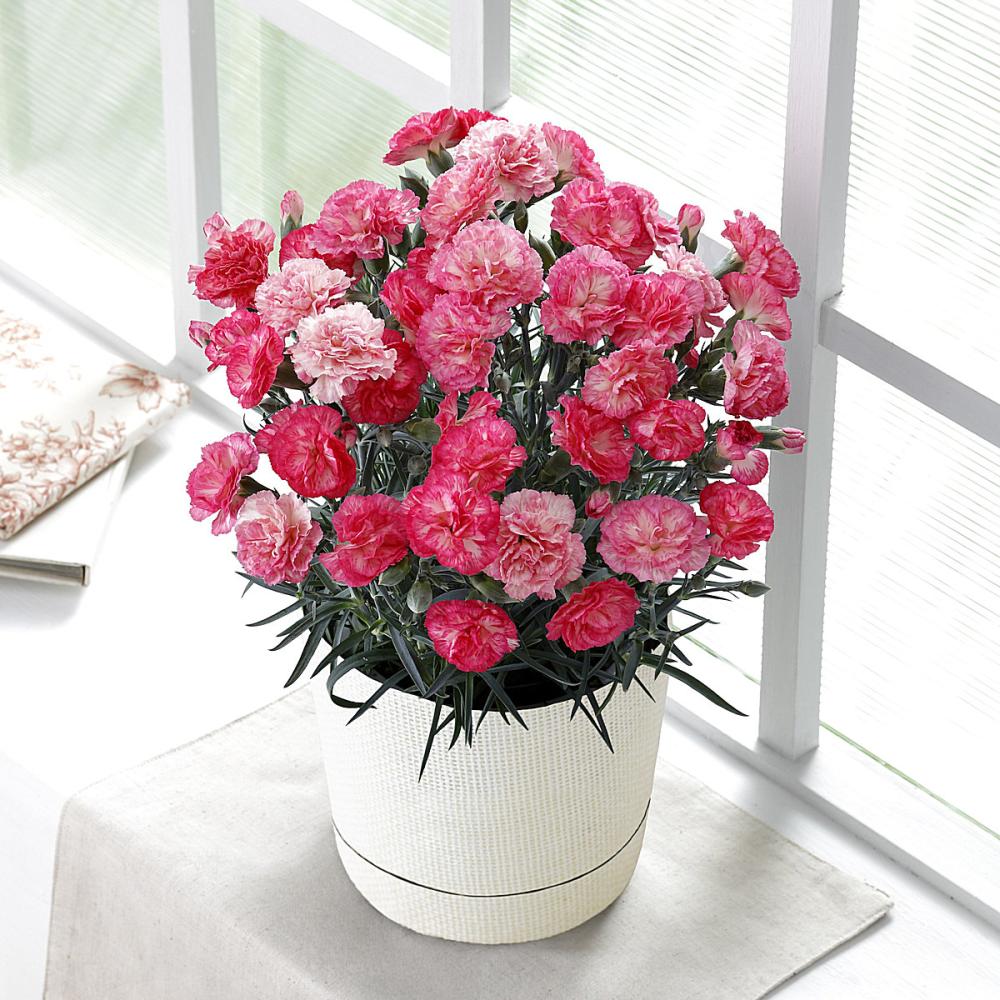 【母の日ギフト】　カーネーション　ピンクエクレア　【申込期限日：５月６日】【お届け予定日：５月７日～１０日】