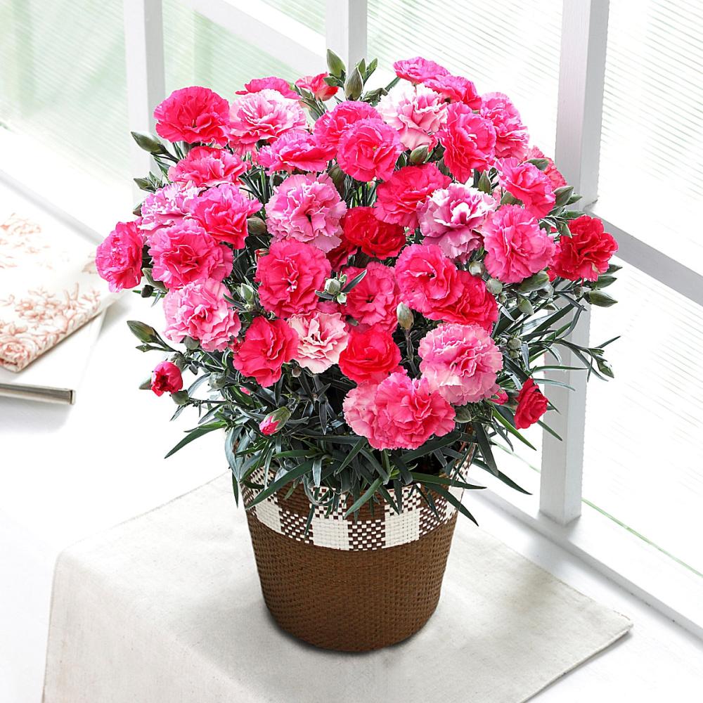 【母の日ギフト】　カーネーション　さくらもなか　【申込期限：５月６日】【お届け予定日：５月７日～１０日】