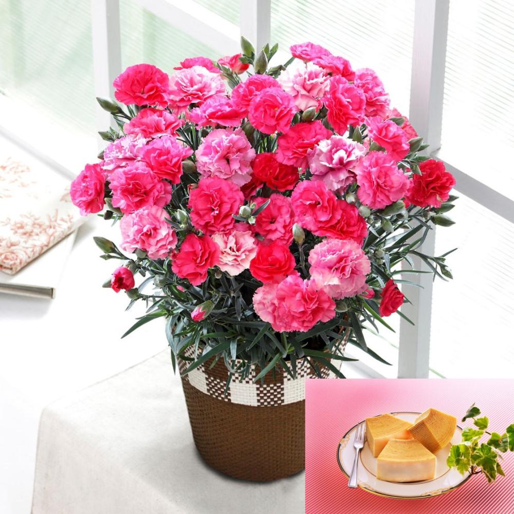 【母の日ギフト】　カーネーション　さくらもなか＆バウムクーヘン　【申込期限：５月６日】【お届け予定日：５月７日～１０日】