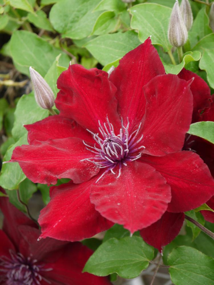 【春予約】　クレマチス　レイモンドエビソンシリーズ　ヌビア　【申込期限：３月２２日（日）】　【引渡予定日：４月４日（土）～１２日（日）】