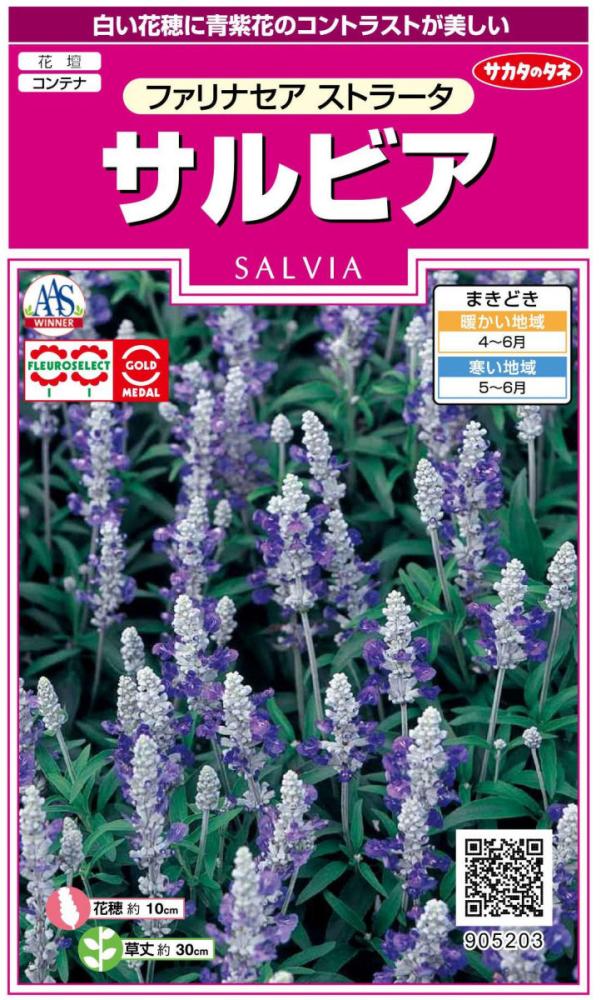 サルビア種子　サルビアファリナセアストラータ