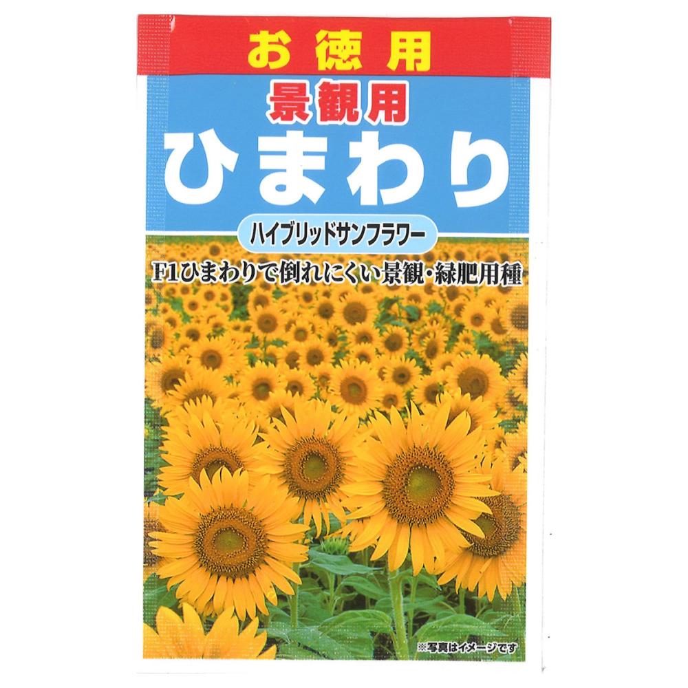 草花種子　ハイブリッドサンフラワー
