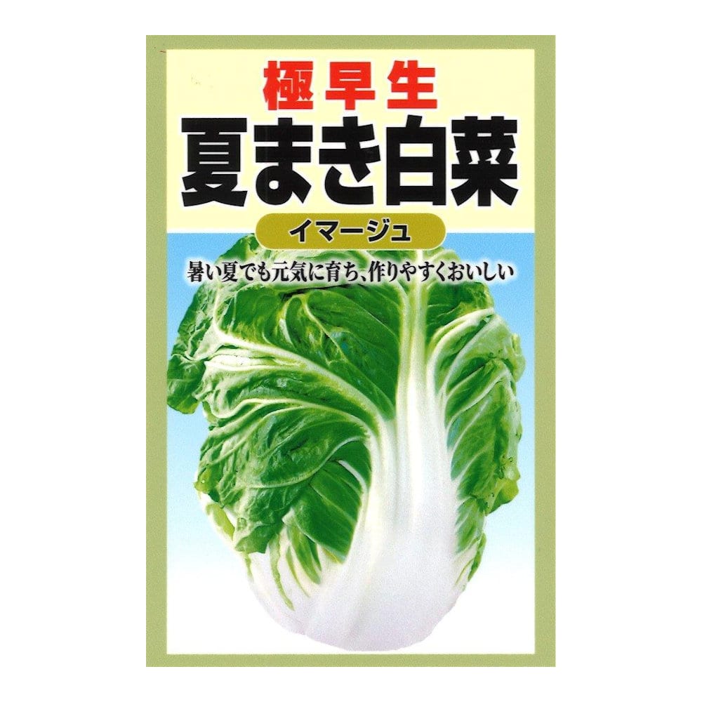 夏まき白菜　イマージュ
