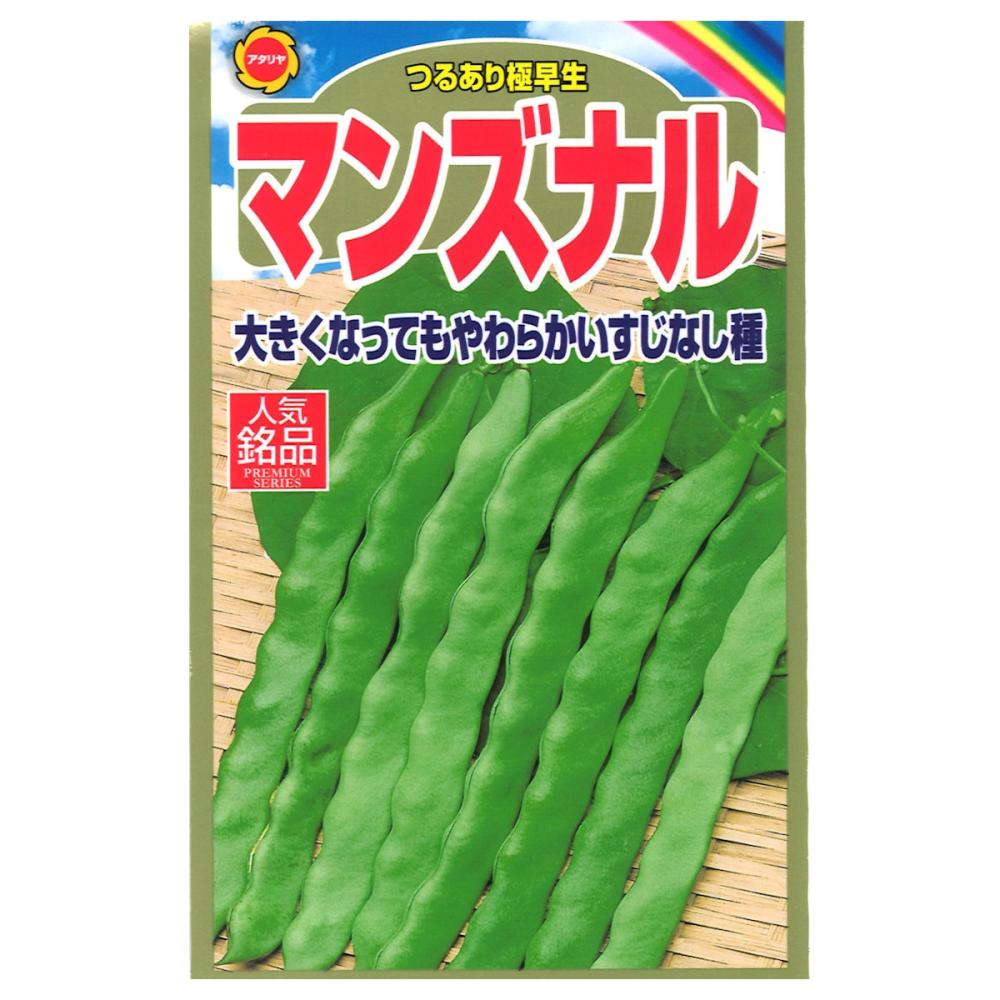 インゲン種子　マンズナルいんげん