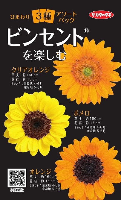 ビンセント３種　ビンセントを楽しむ