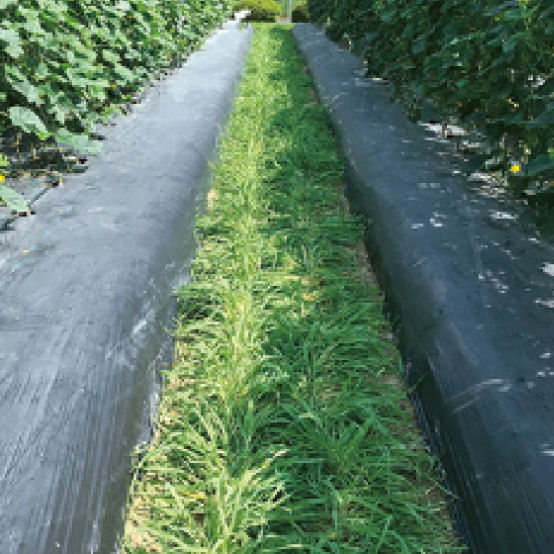 【緑肥種子】　大麦（緑肥用）　おたすけムギ　１ｋｇ　５袋単位　店着送料不要