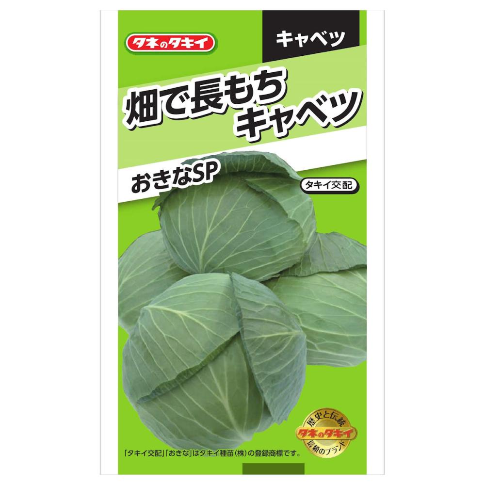 畑で長もちキャベツ　おきなSP