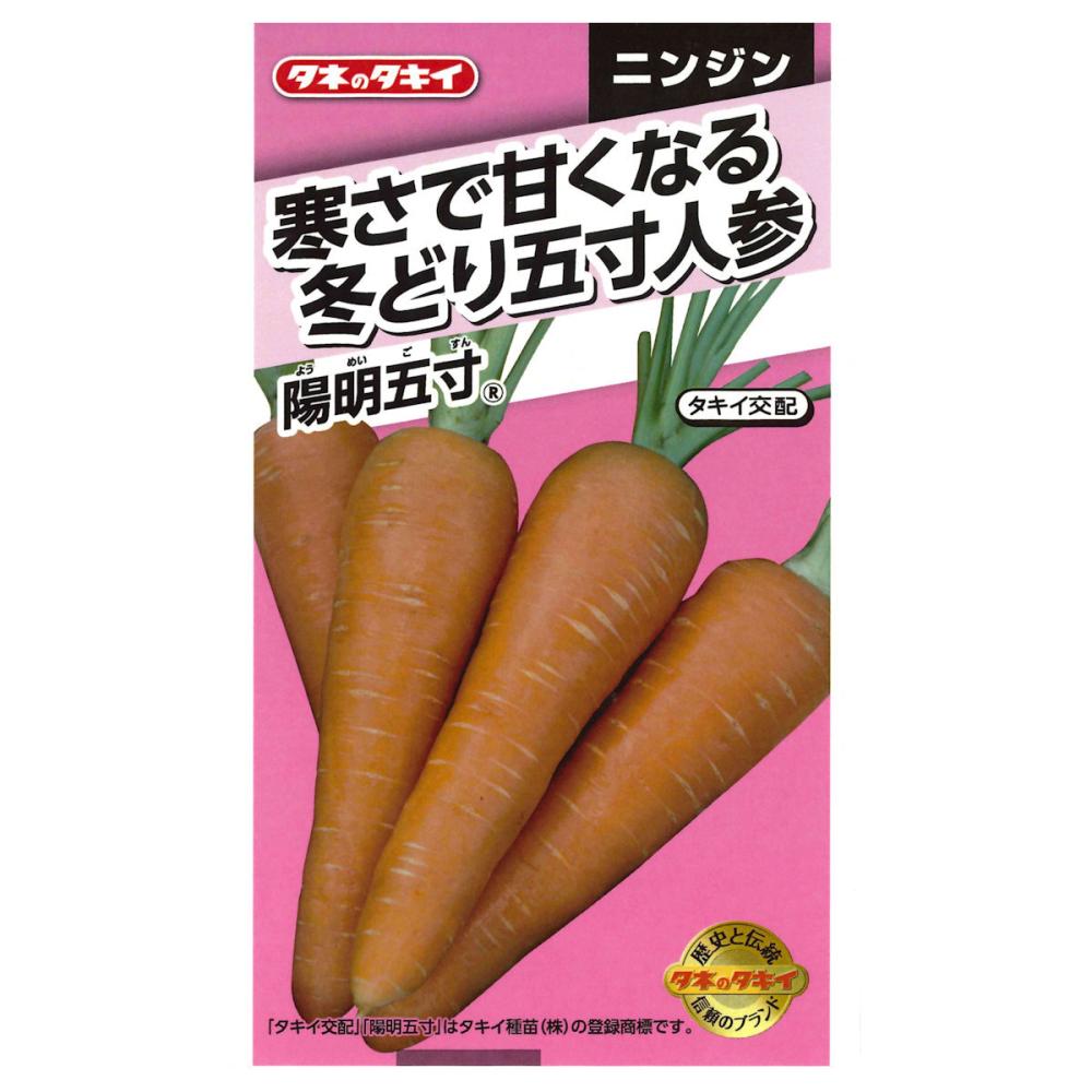 寒さで甘くなる　冬どり五寸人参　陽明五寸