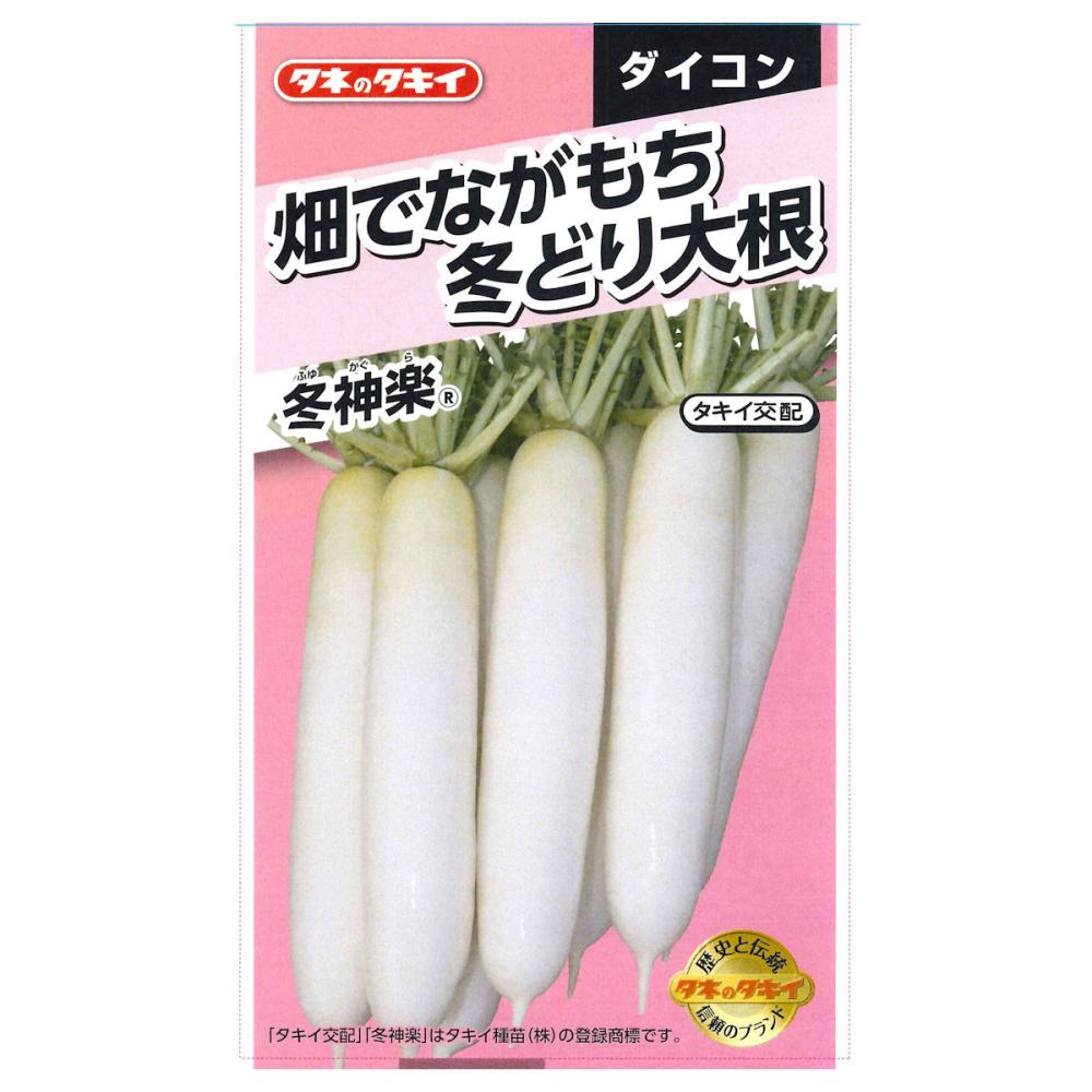 畑でながもち冬どり大根　冬神楽