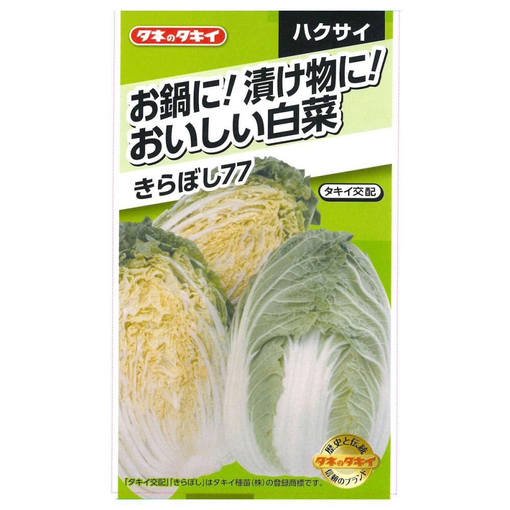 お鍋に！漬物に！おいしい白菜　きらぼし７７