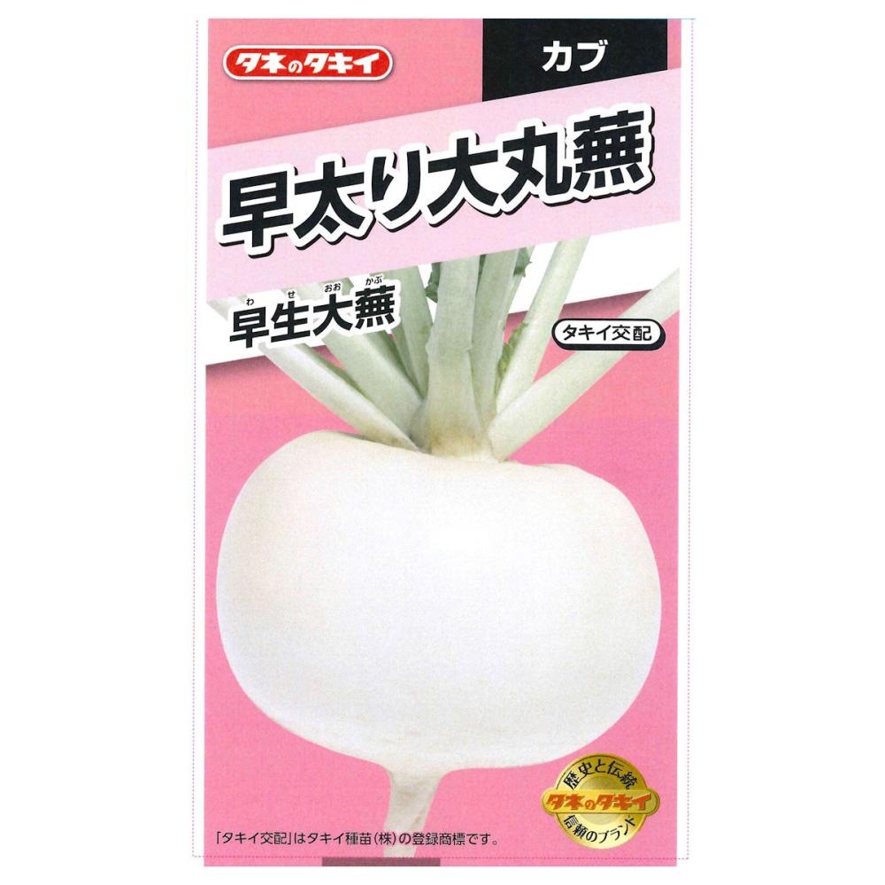 早太り大丸蕪　早生大蕪