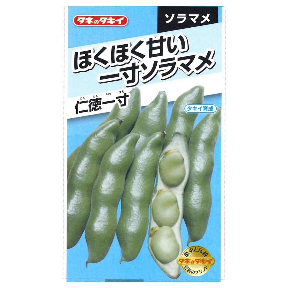 ほくほく甘い　一寸ソラマメ　仁徳一寸