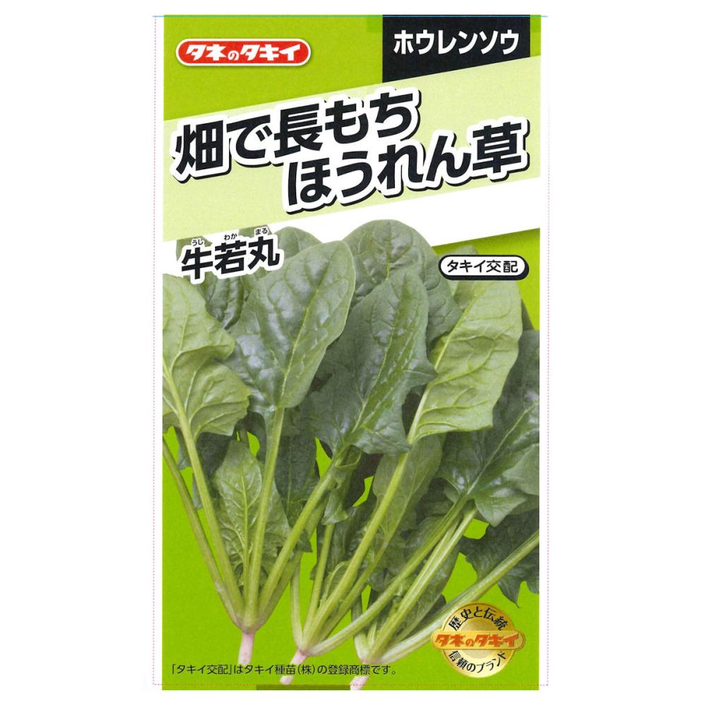 畑で長もちほうれん草　牛若丸