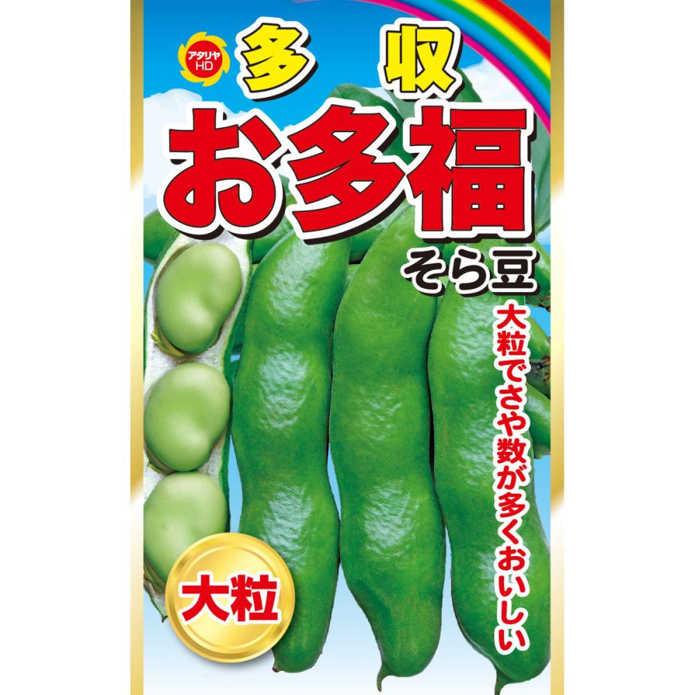 ソラマメ種子　お多福そら豆
