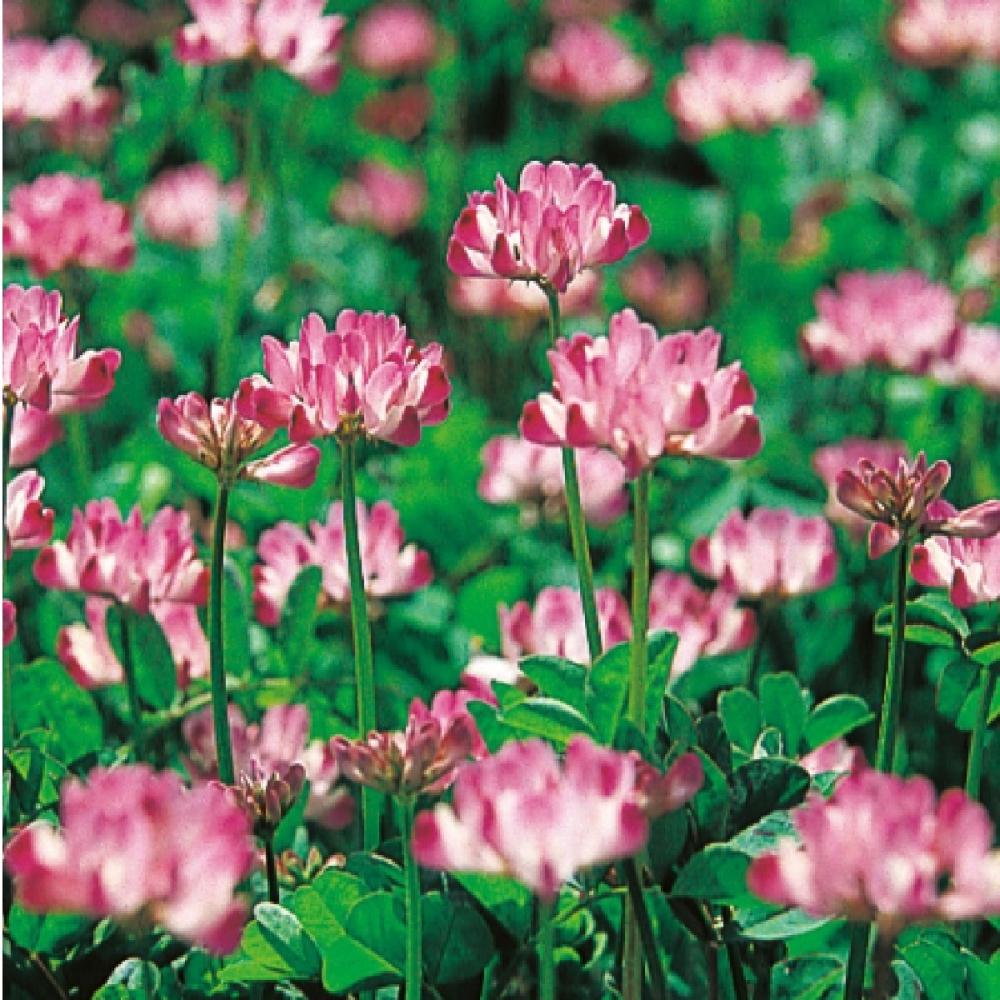 【景観種子】れんげ　　１ＫＧ　ＢＲＥ１１１