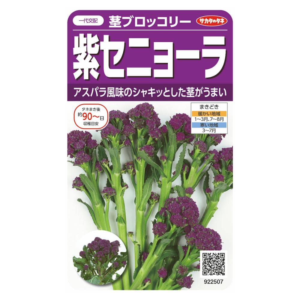 紫セニョーラ茎ブロッコリー