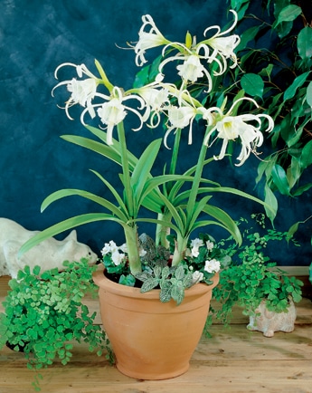 【春予約】　花香る球根　ヒメノカリス　１球　【申込期限：３月２２日（日）】