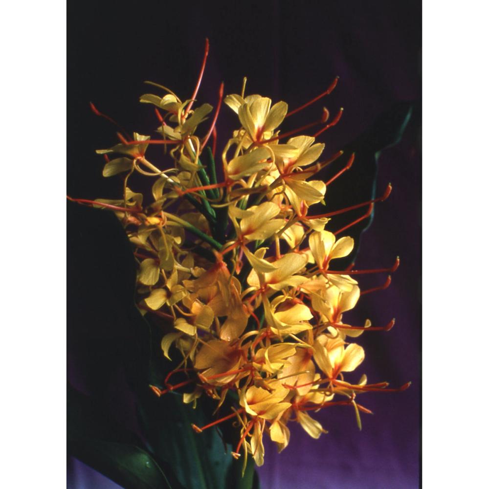 【春予約】　花香る球根　ジンジャ　黄花種　１球　【申込期限：３月２２日（日）】